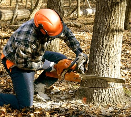Tree Removal in Mineral Wells, TX